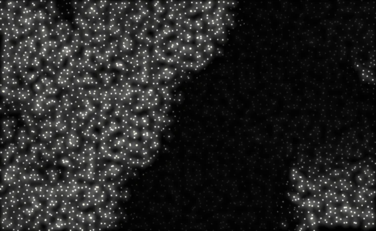 Fireflies